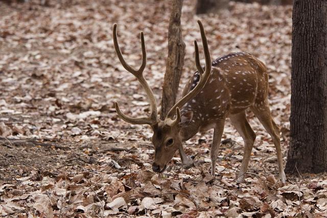 029 Bandavghar Nationaal Park, Chital.jpg